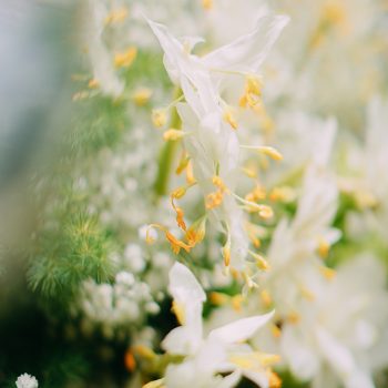 Raya Heritage Chiang Mai 2